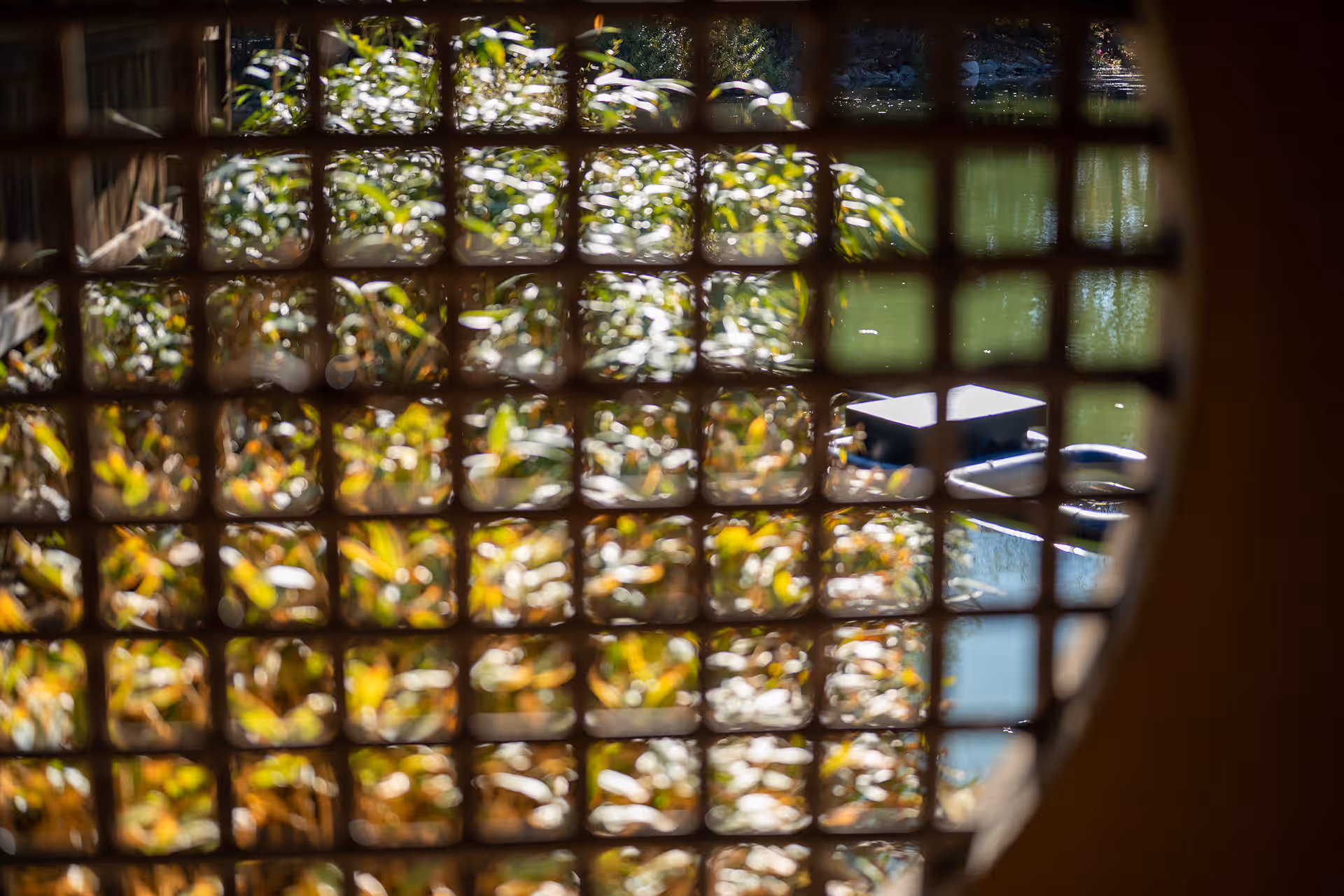 Fall in Brooklyn — photograph 9 of 9 by Wanli Wang, New York 2024