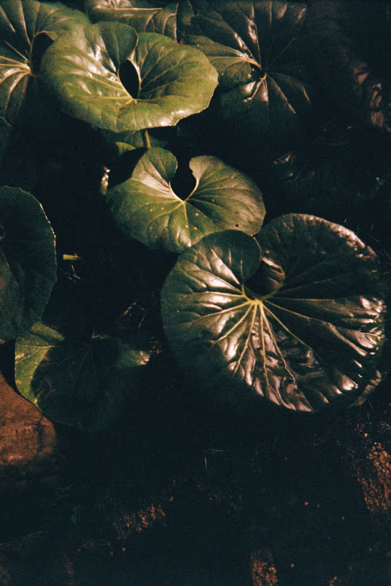 Portugal on Film — photograph 4 of 11 by Wanli Wang, Lisbon, Porto & Azores 2024