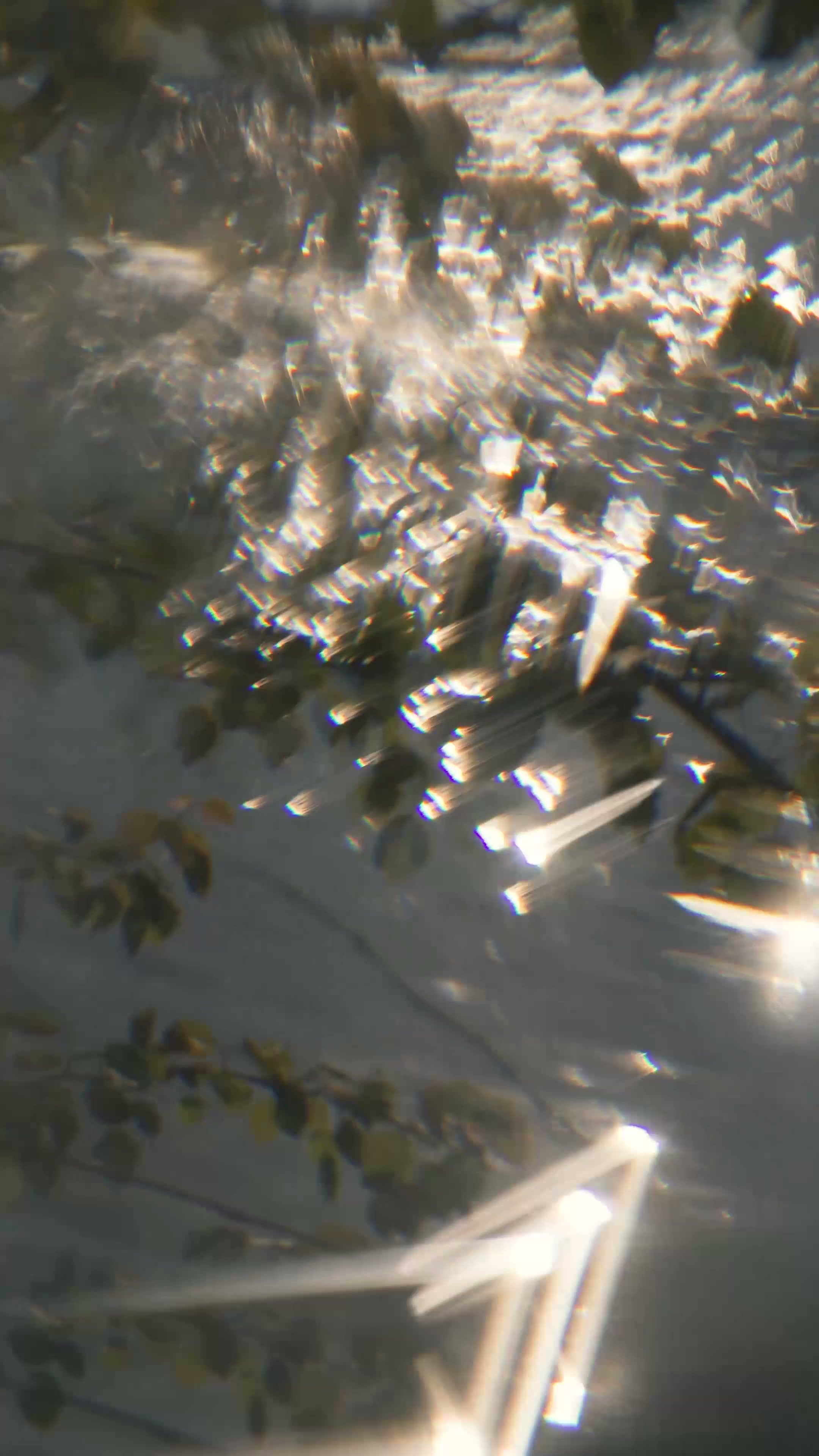 The original photographed water reflection, with overhanging leaves and streaks of light on the surface